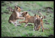  Lion cubs, Masai Mara, Kenya   J. Zinn