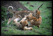  Lion cubs, Masai Mara, Kenya   J. Zinn