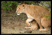  Lioness and cub, Masai Mara, Kenya   J. Zinn