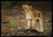  Lion cub, Masai Mara, Kenya   J. Zinn