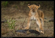  Lion cub, Masai Mara, Kenya   J. Zinn