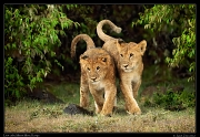  Lion cubs, Masai Mara, Kenya   J. Zinn