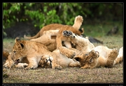  Lion cubs, Masai Mara, Kenya   J. Zinn