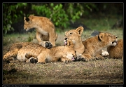 Lion cubs, Masai Mara, Kenya   J. Zinn