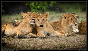  Lion cubs, Masai Mara, Kenya   J. Zinn