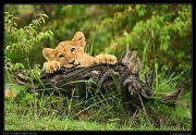  Lion cub, Masai Mara, Kenya   J. Zinn