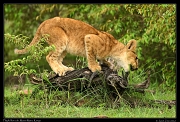  Lion cub, Masai Mara, Kenya   J. Zinn