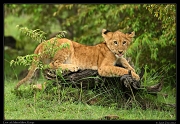  Lion cub, Masai Mara, Kenya   J. Zinn