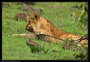  Lion cub, Masai Mara, Kenya   J. Zinn