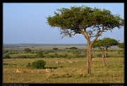  Lions on watch,  Masai Mara, Kenya   J. Zinn