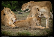  Grooming lions, Masai Mara, Kenya   J. Zinn