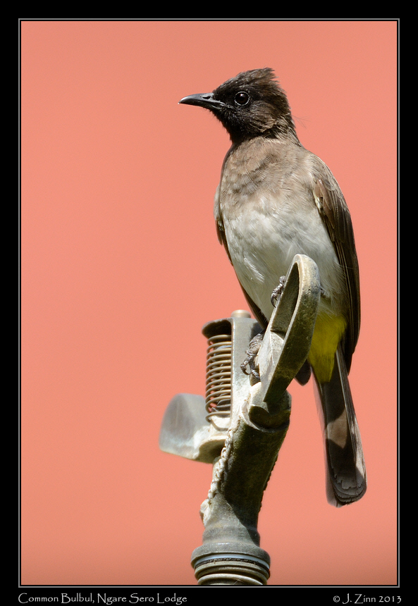 common_bulbul_4981a