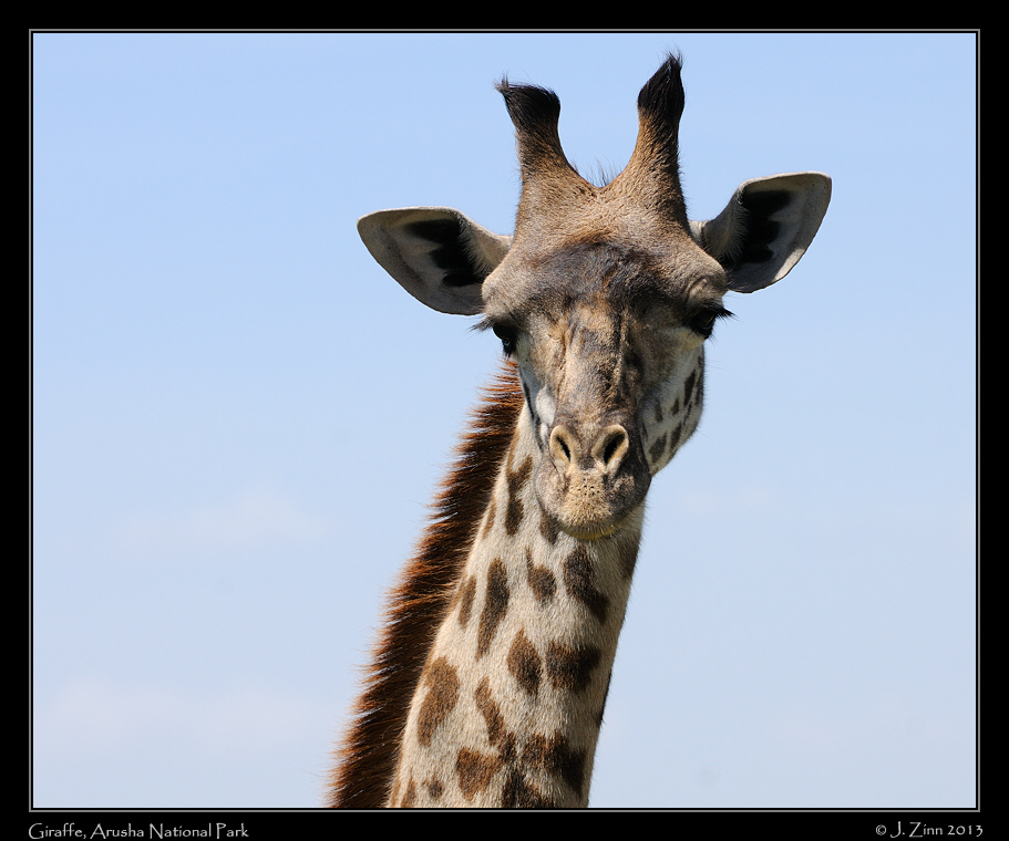 giraffe_0646a
