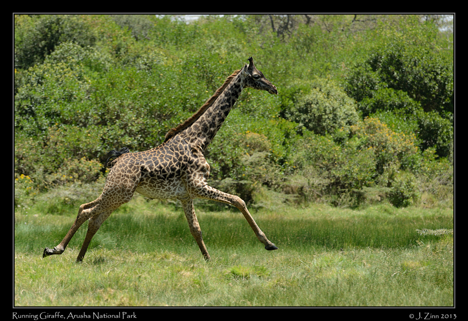 giraffe_5222a