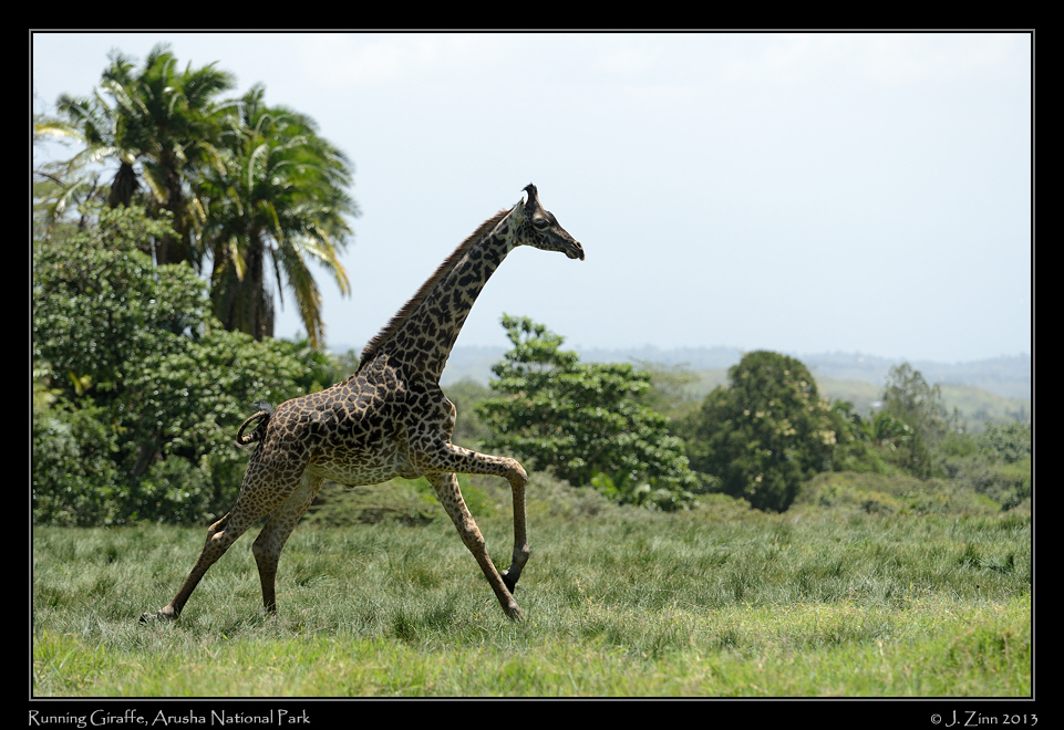 giraffe_5228a