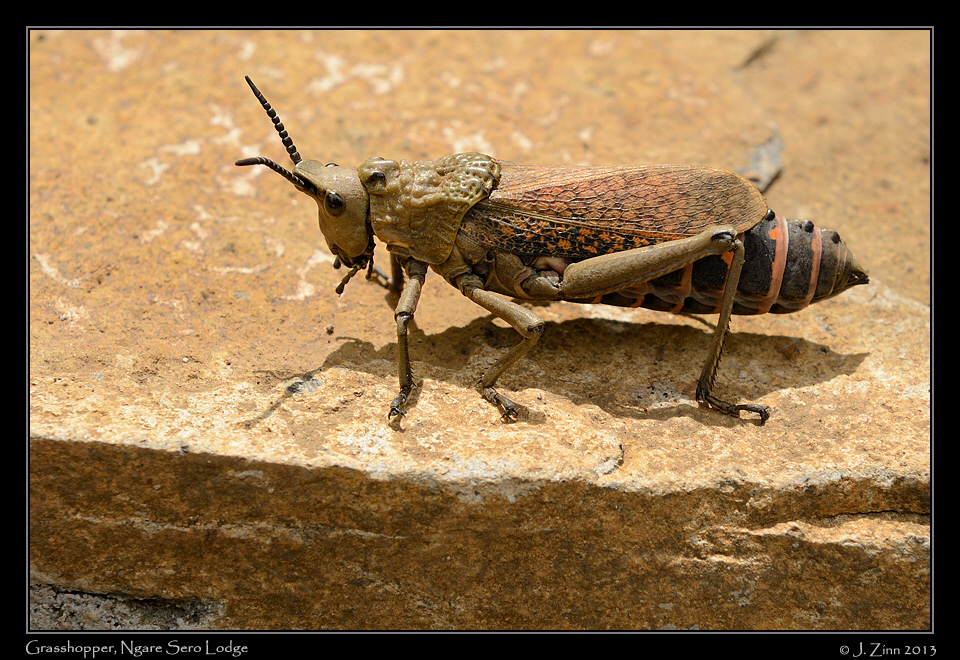 grasshopper_5044a