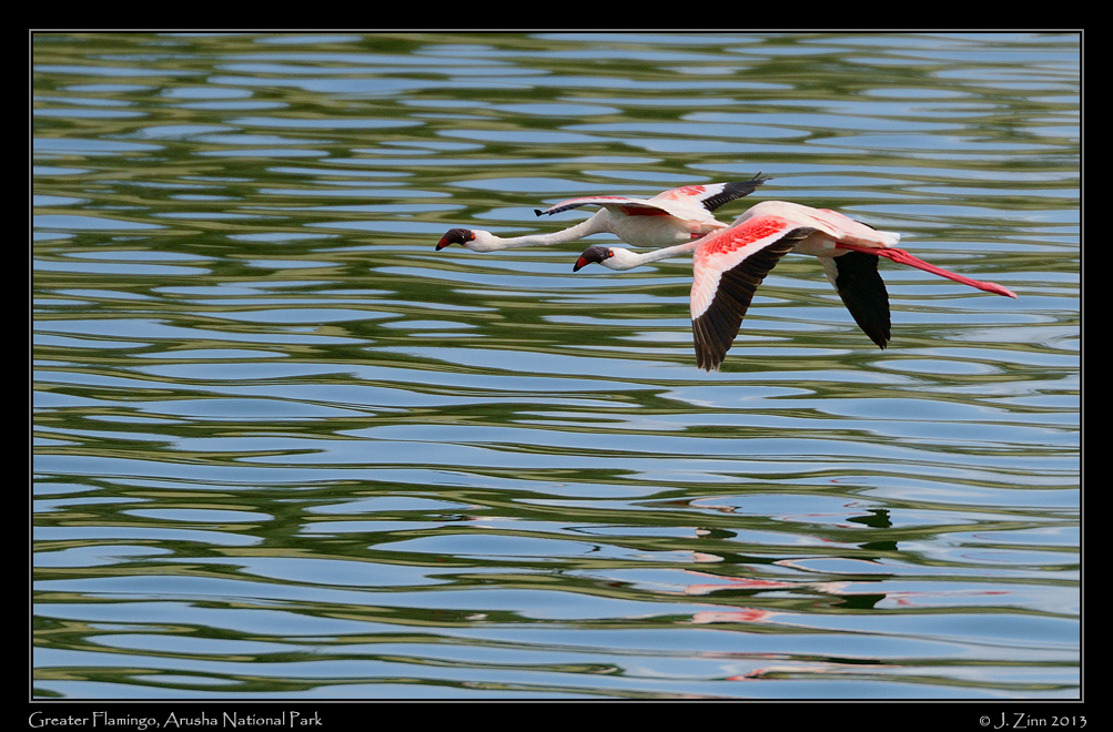 greater_flamingo_5433d