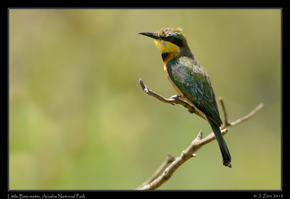 little_bee_eater_5281a