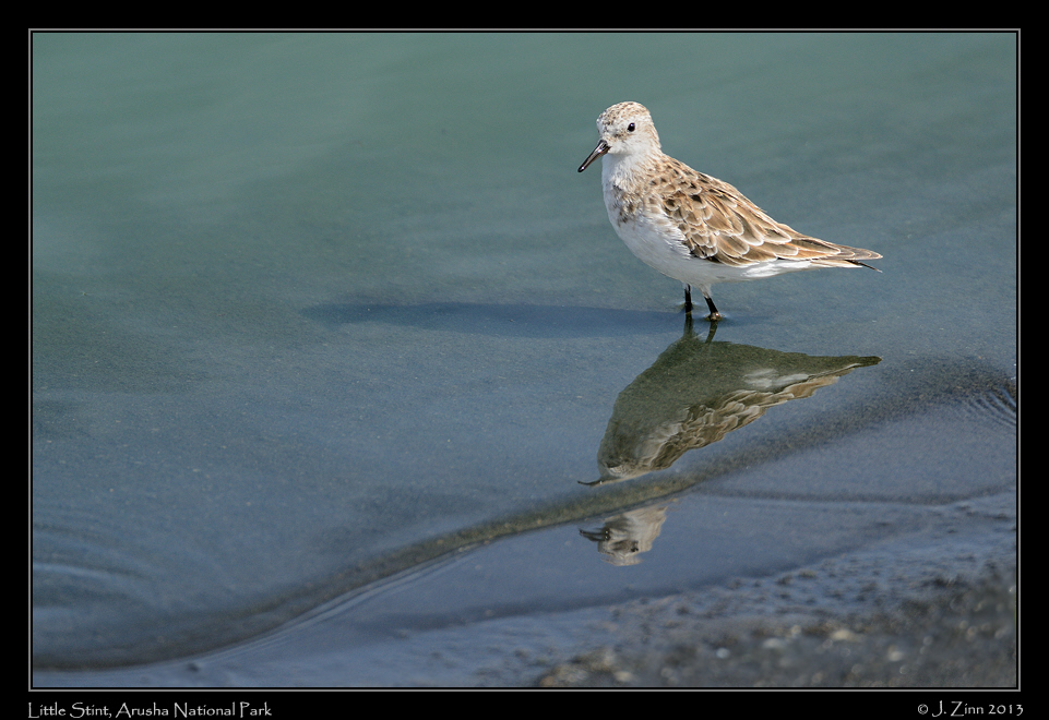 little_stint_5483a