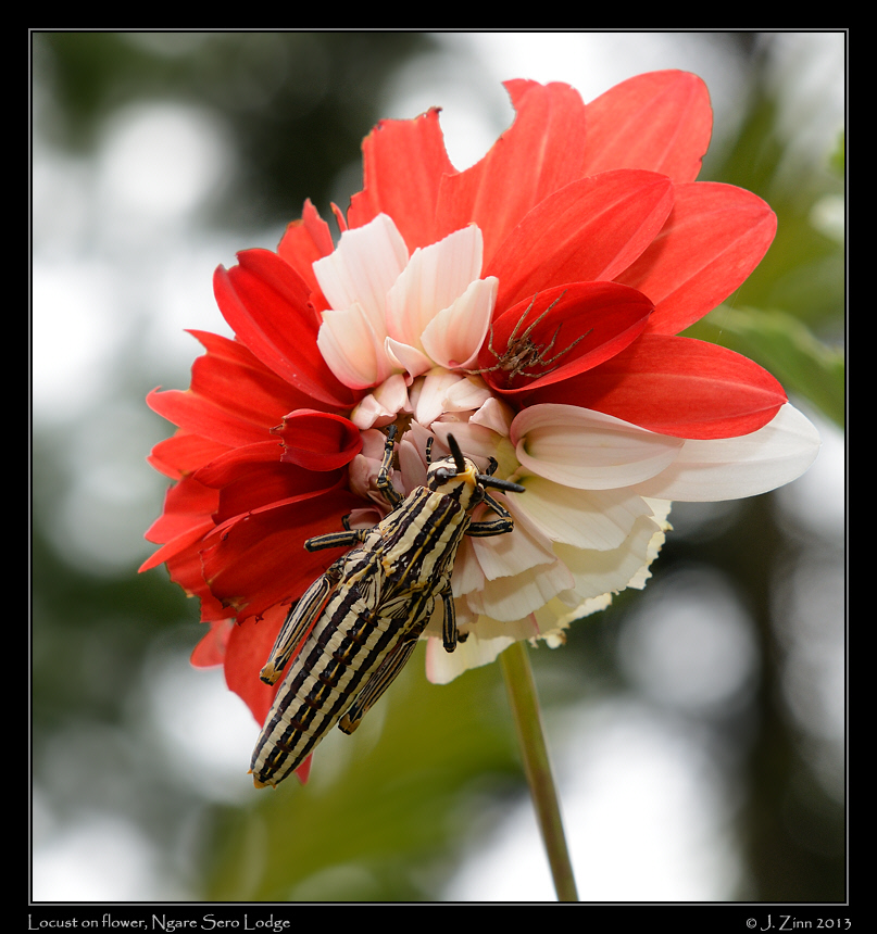 locust_5039b