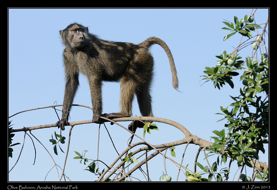 olive_baboon_0658a