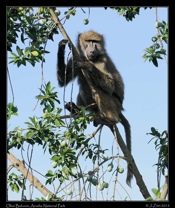 olive_baboon_0680a