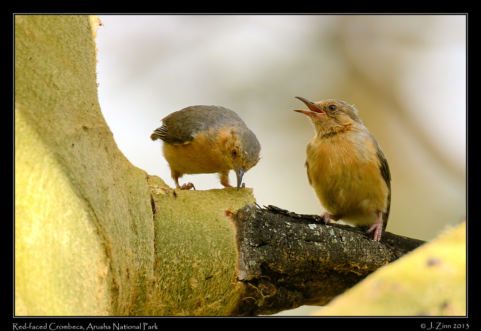 red_faced_crombec_5380a