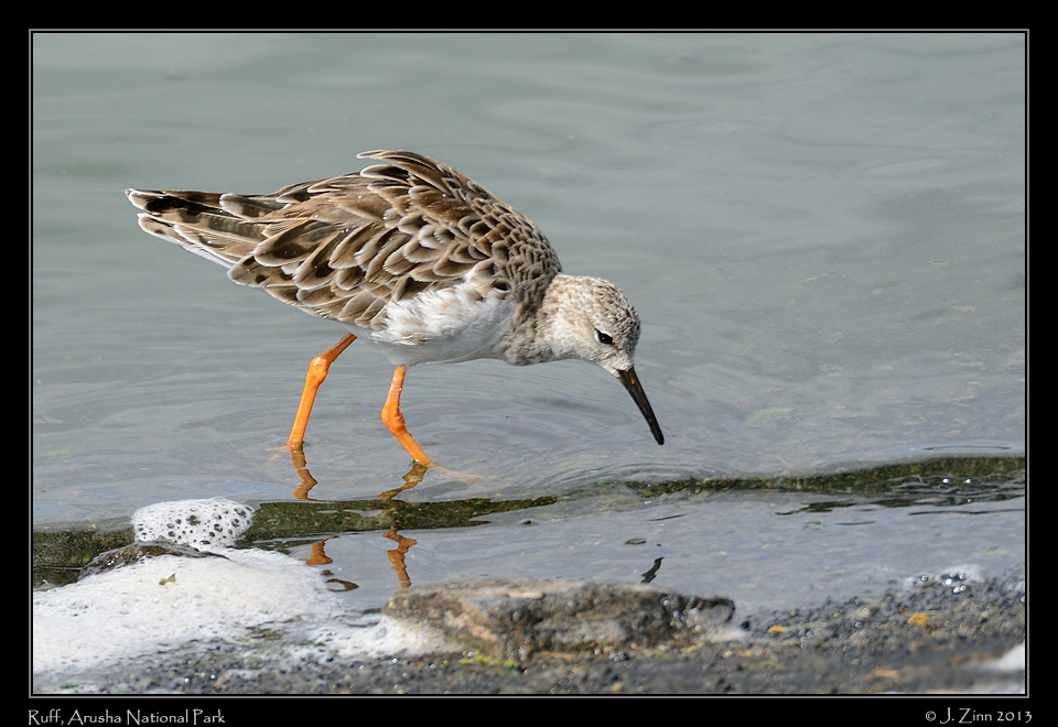 ruff_5418a