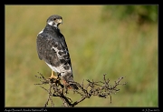  Augur Buzzard, Arusha National Park � J. Zinn