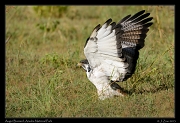  Augur Buzzard, Arusha National Park � J. Zinn