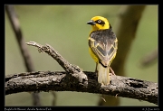  Baglafecht Weaver, Arusha National Park � J. Zinn
