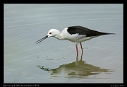  Black-winged Stilt, Arusha National Park � J. Zinn