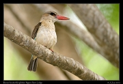  Brown-hooded Kingfisher, Ngare Sero Lodge, Arusha � J. Zinn