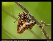  Black-bordered Charaxes (Charaxes Pollux), Arusha National Park � J. Zinn