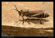  Grasshopper, Ngare Sero Lodge, Arusha � J. Zinn