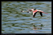  Greater Flamingos, Arusha National Park � J. Zinn