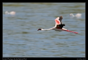  Greater Flamingo, Arusha National Park � J. Zinn