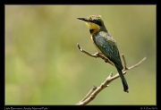  Little Bee-eater, Arusha National Park � J. Zinn