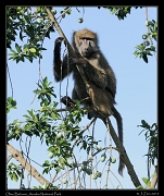  Olive Baboon, Arusha National Park � J. Zinn