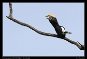  Silvery-cheeked Hornbill, Ngare Sero Lodge, Arusha � J. Zinn