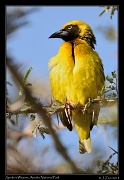  Speke's Weaver, Arusha National Park � J. Zinn