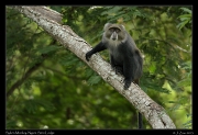  Syke's Monkey, Ngare Sero Lodge, Arusha � J. Zinn