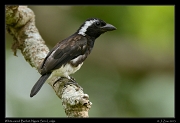  White-eared Barbet, Ngare Sero Lodge, Arusha � J. Zinn