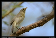  Willow Warbler, Arusha National Park � J. Zinn