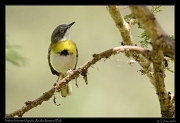  Yellow-breasted Apalis, Arusha National Park � J. Zinn