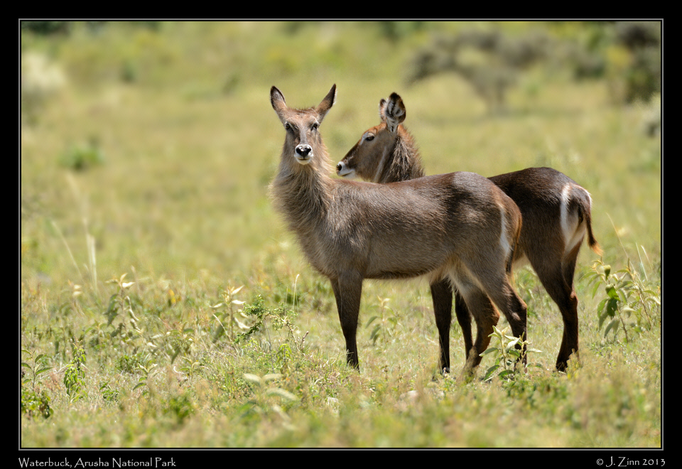 waterbuck_5272a