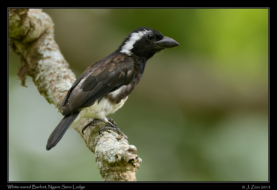 white_eared_barbet_5084b