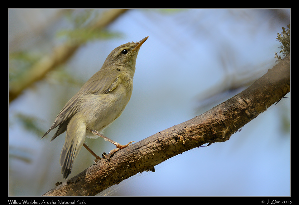 willow_warbler_5360a