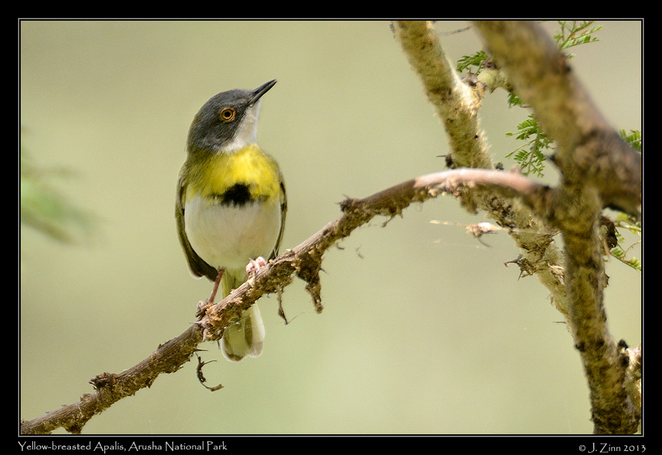 yellow-breasted_apalis_5325a