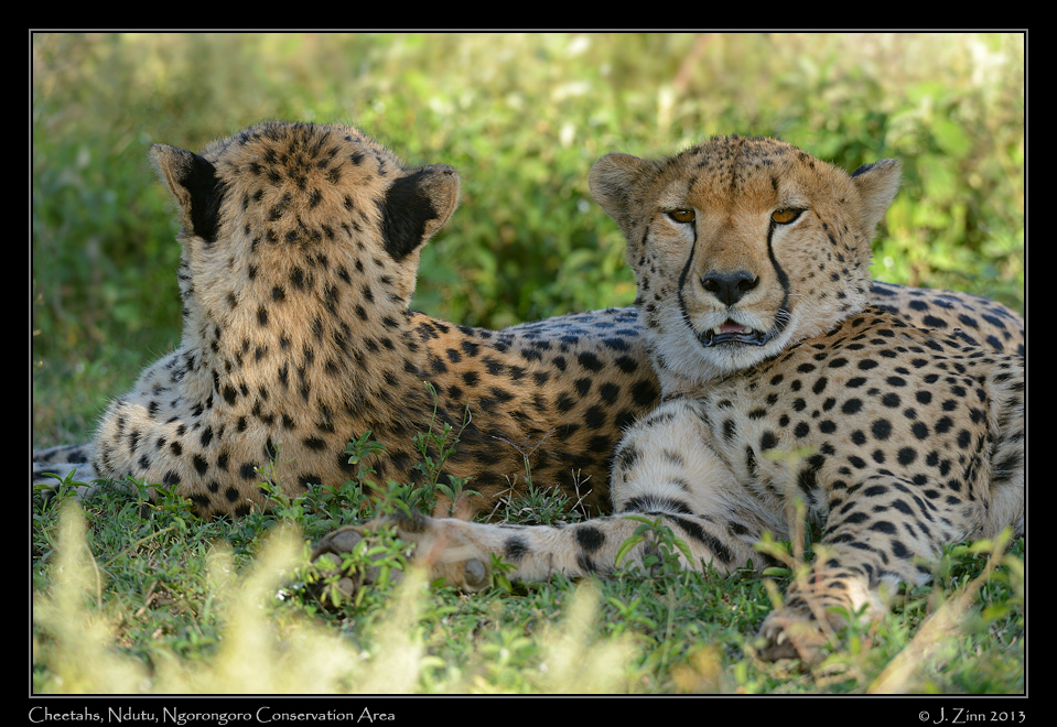 cheetah_JZ1_7164a